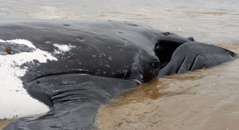 Muanda : la baleine échouée sur la côte atlantique succombe malgré les tentatives de sauvetage